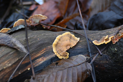 Stereum insignitum