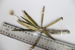 Celmisia spectabilis