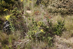 Aspalathus cordata