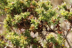 Aspalathus cordata