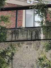 Passer domesticus