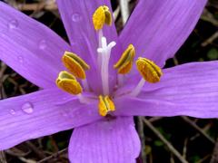 Colchicum bulbocodium