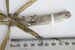 Celmisia spectabilis