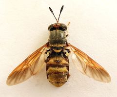 Hermetia subpellucida