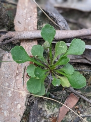 Viola cleistogamoides