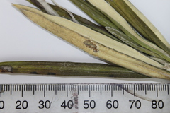 Celmisia spectabilis