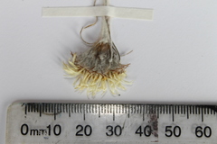 Celmisia spectabilis