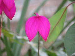 Masdevallia coccinea
