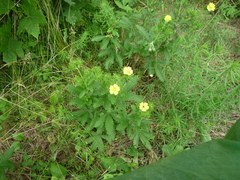 Potentilla recta obscura