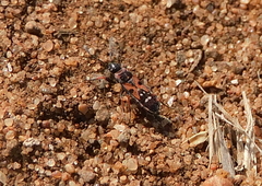 Horvathiolus guttatus