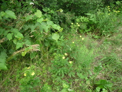 Potentilla recta obscura