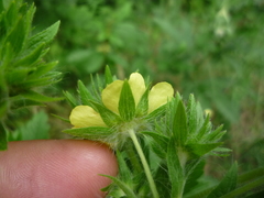 Potentilla recta obscura