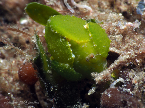 Lined-shell Sea Slug