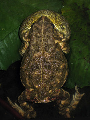 Sclerophrys gutturalis
