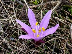 Colchicum bulbocodium