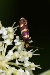 Micropterix aureatella