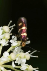 Micropterix aureatella