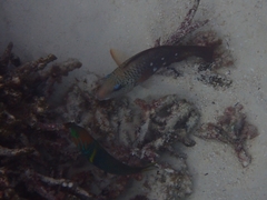 Thalassoma hebraicum