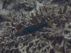 Thalassoma hebraicum