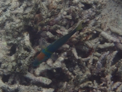 Thalassoma hebraicum