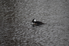 Lophodytes cucullatus