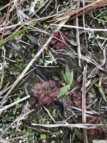 Drosera brevifolia