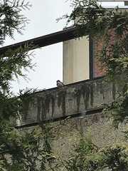 Passer domesticus