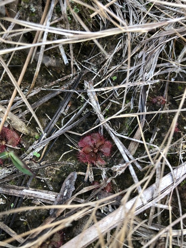 Drosera brevifolia