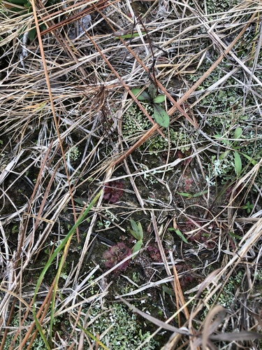 Drosera brevifolia