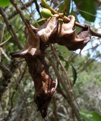 Citheronia phomaranhensis