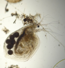 Simocephalus exspinosus