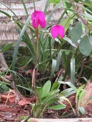 Masdevallia coccinea