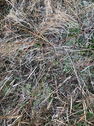 Drosera brevifolia