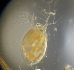 Simocephalus exspinosus