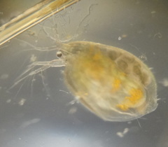 Simocephalus exspinosus