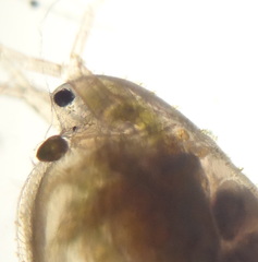 Simocephalus exspinosus