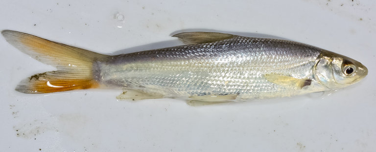 Sacramento Splittail