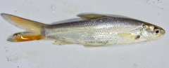 Splittail photo 3