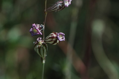 Silene secundiflora