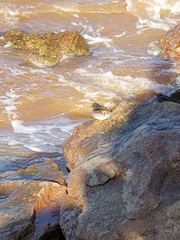 Calidris maritima image