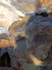 Calidris maritima image