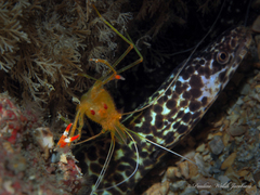 Stenopus scutellatus