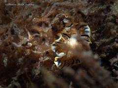 Prostheceraeus floridanus