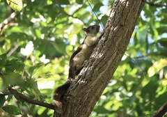 Sciurus variegatoides helveolus