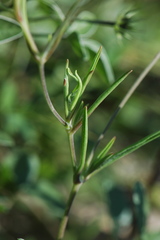 Silene secundiflora
