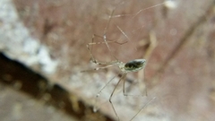 Pholcus phalangioides