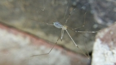 Pholcus phalangioides