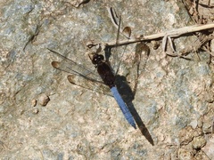 Erythrodiplax atroterminata