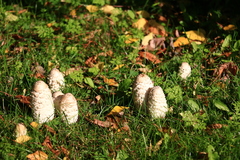 Coprinus comatus