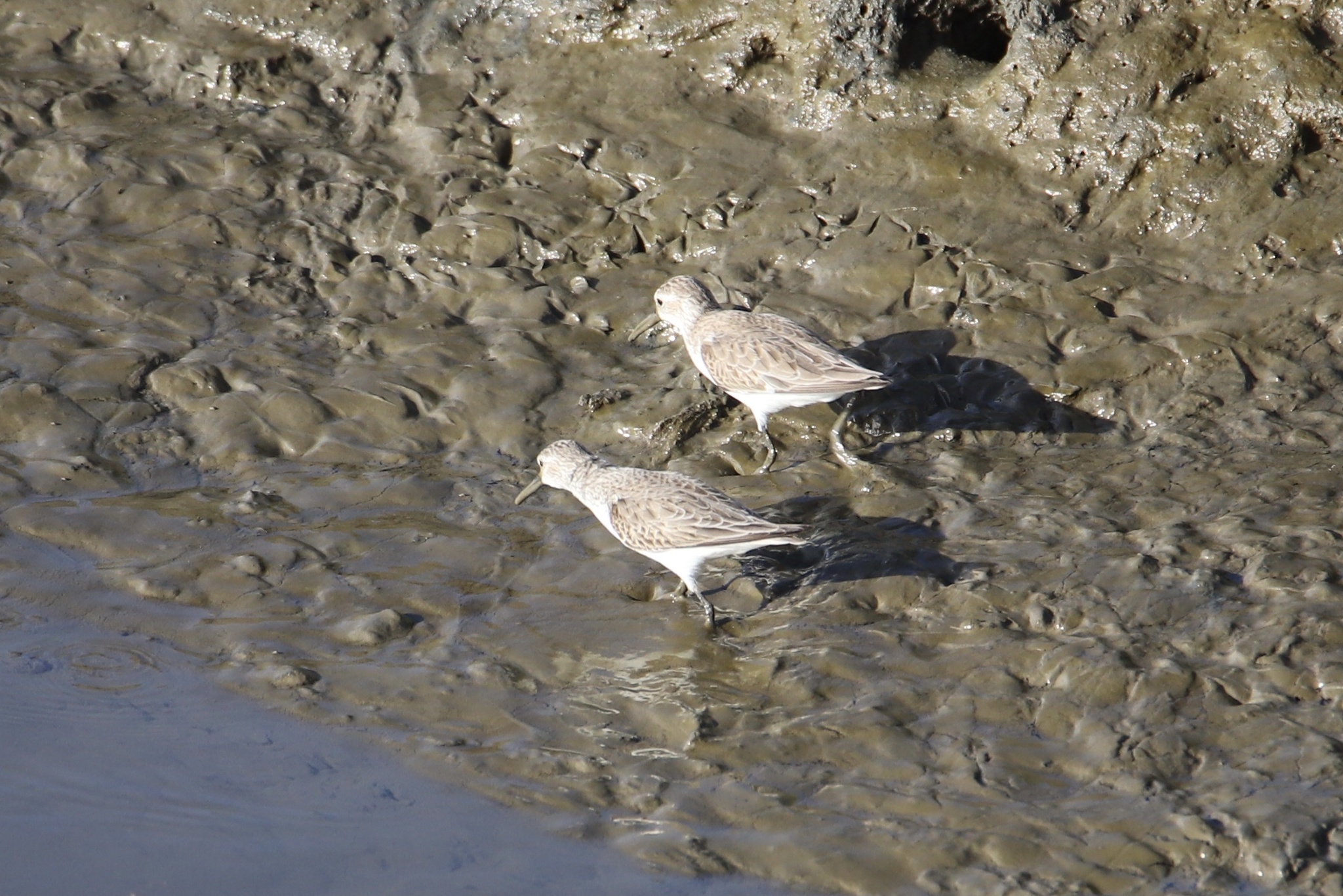 Western Sandpiper